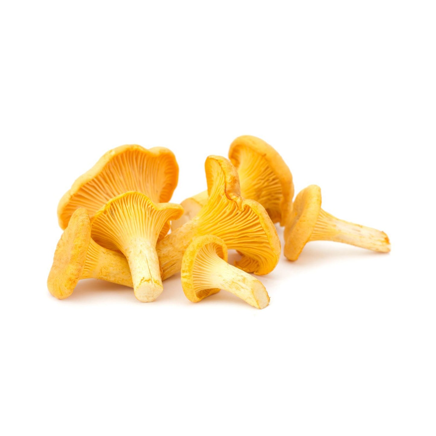 Sárga rókagomba 1kg