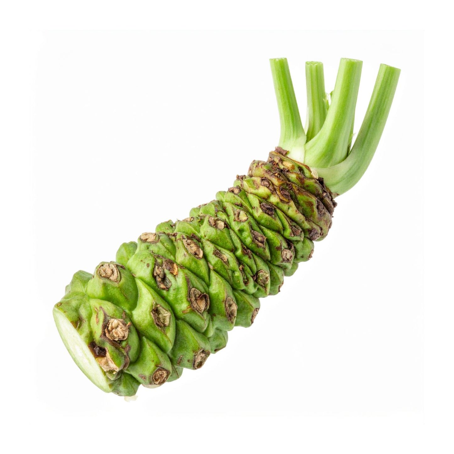 Wasabi gyökér friss kb.100g