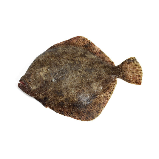 Rombuszhal 1/2 tenyésztett (spanyol)