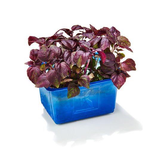 Lila shiso cress saláta