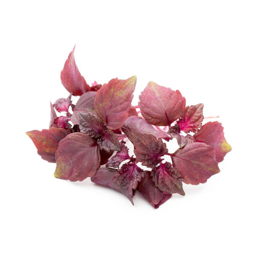 Shiso levél lila 12 tálca